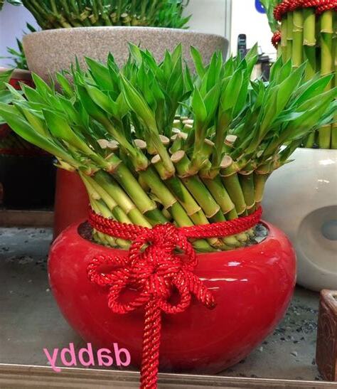 開運 竹